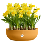 jazz bowl 28cm jaune ambré